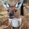 cryptokangaroo